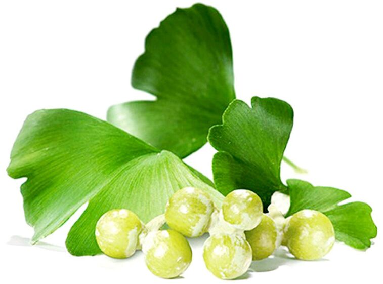 Listy Ginkgo biloba zlepšují krevní oběh v tkáních penisu